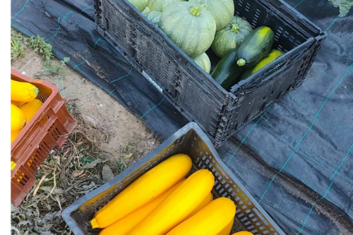 Courgettes anti gaspi 