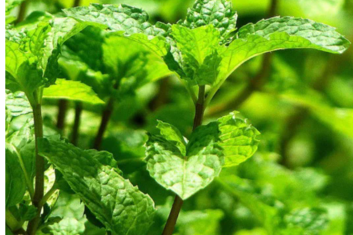 Menthe verte (botte)