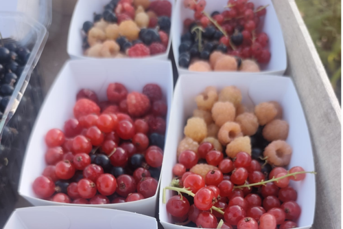 Barquette de fruits rouges