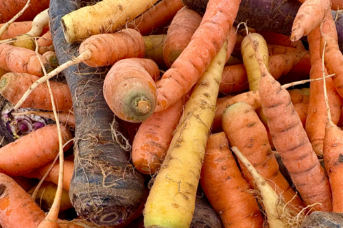 Carottes vrac