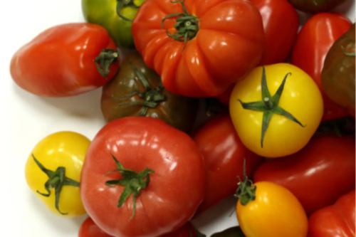 Tomates variétés anciennes (en mélange)
