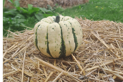 Courge Patidou