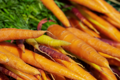 Carottes botte