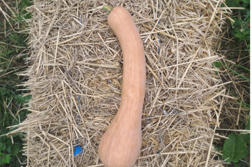 Courge Longue de Nice