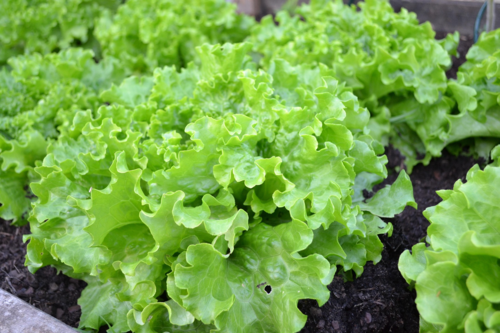 Salade Batavia
