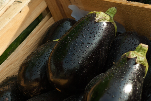 Aubergine