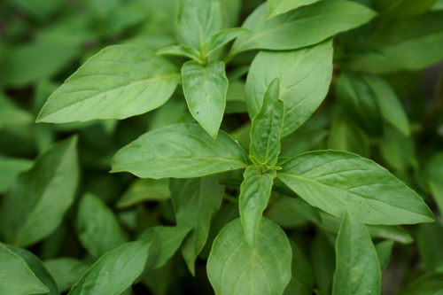 Basilic "Citron" (botte)