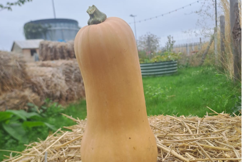 Courge Butternut