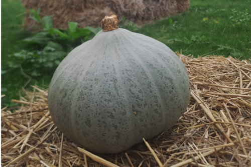 Courge Blue Ballet