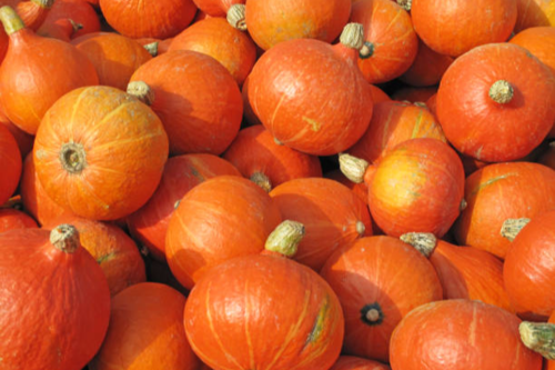 Courge Potimarron
