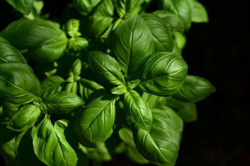Basilic "Genovese" (botte)