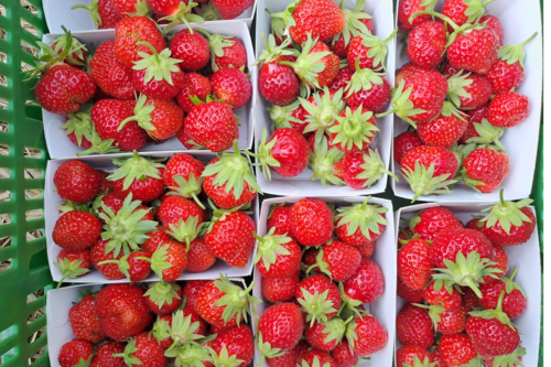Barquette de fraises