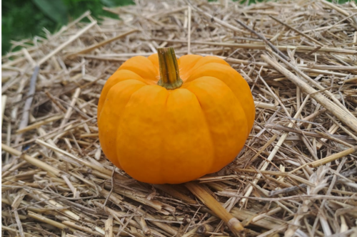 Courge Jack be little