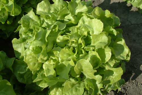 Salade feuille de chêne