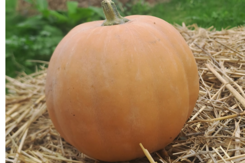 Courge Carat
