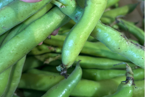 Fèves bio