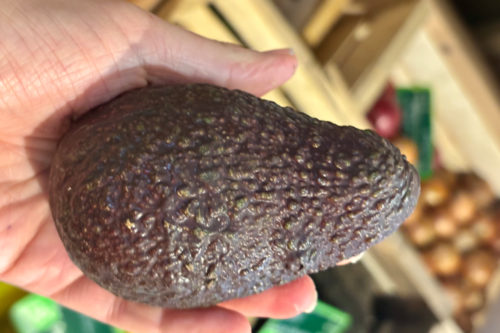 Avocat bio