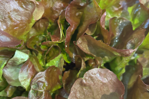 Salade feuille de chêne rouge Bio