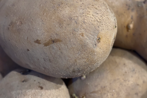 Pomme de terre Maiwen bio