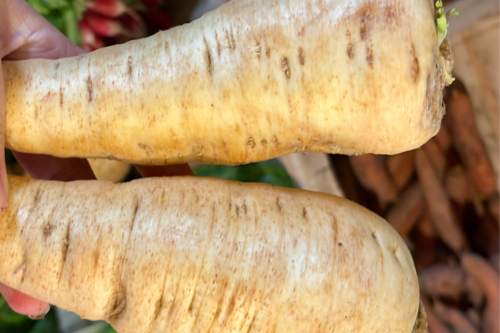 Panais bio