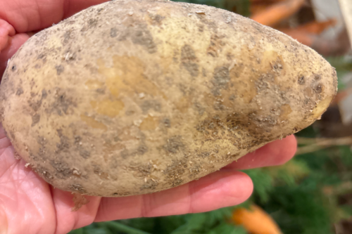 Pomme de terre Charlotte