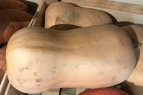 Courge Butternut