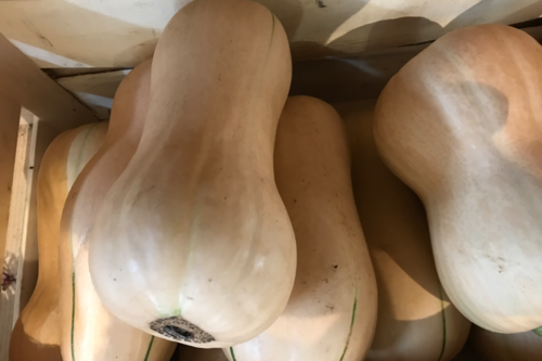 Courge Butternut bio