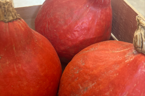 Courge Potimarron bio