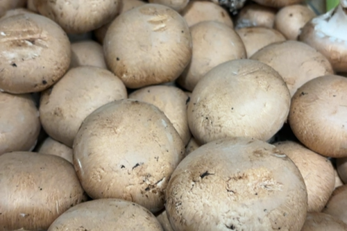 Champignon de Paris Blond