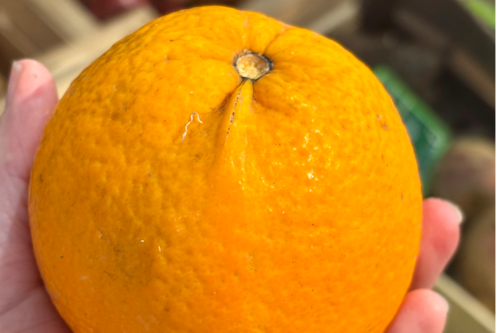 Orange bio