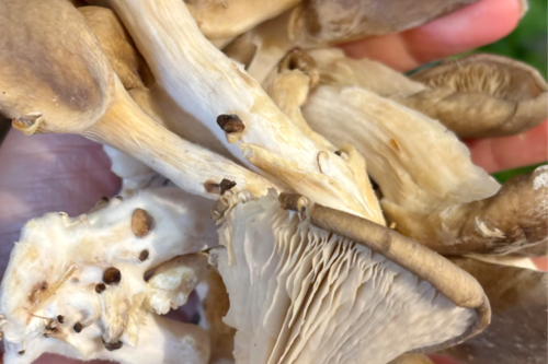 Champignons Pleurotes bio