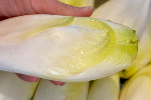 Endive