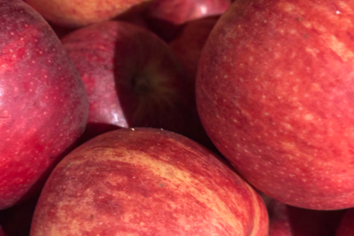 Pomme gala bio