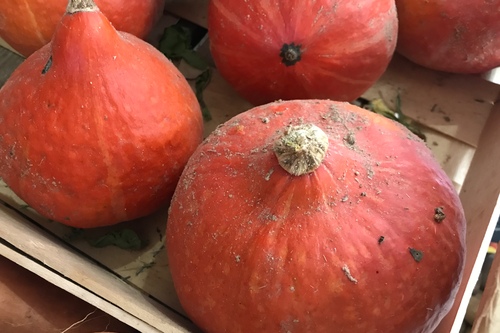 Courge potimarron