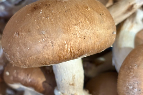 Champignons blond bio