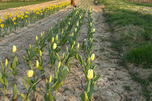 tulipe blanche